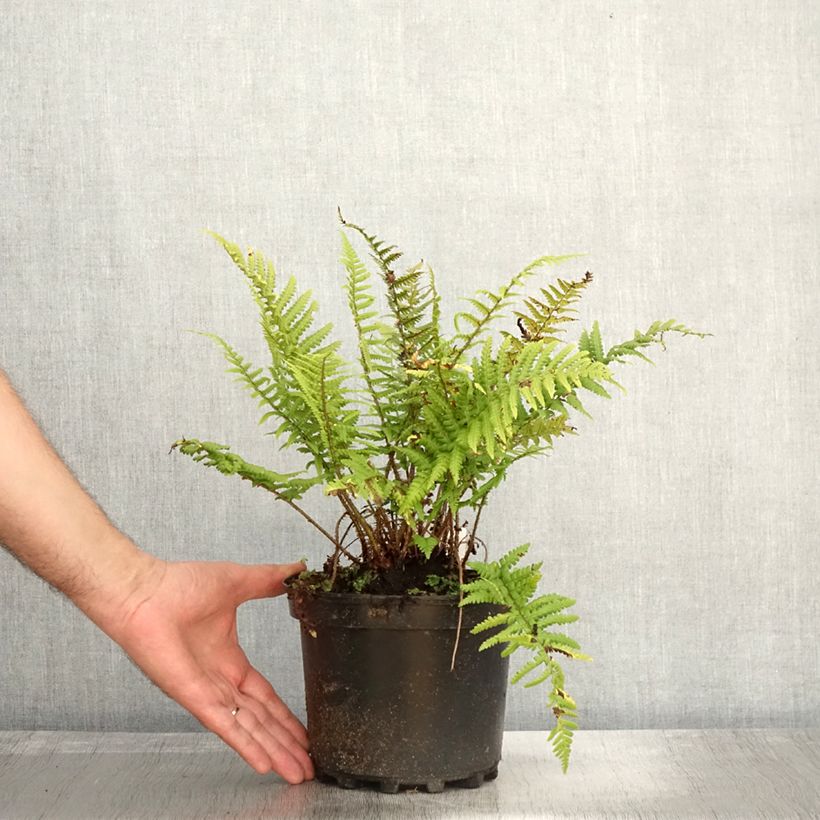 Esimerkki syksyllä toimitetusta Norjanalvejuuri - Dryopteris affinis 2 litran/3 litran ruukku-taimesta