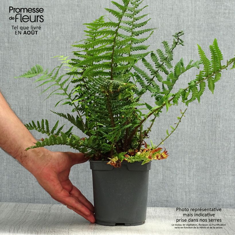 Esimerkki kesällä toimitetusta Norjanalvejuuri - Dryopteris affinis Ruukku 2L / 3L-taimesta