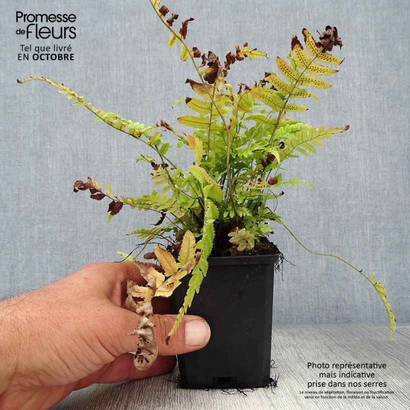 Esimerkki syksyllä toimitetusta Alvejuure - Dryopteris cycadina 8/9 cm taimiruukku-taimesta