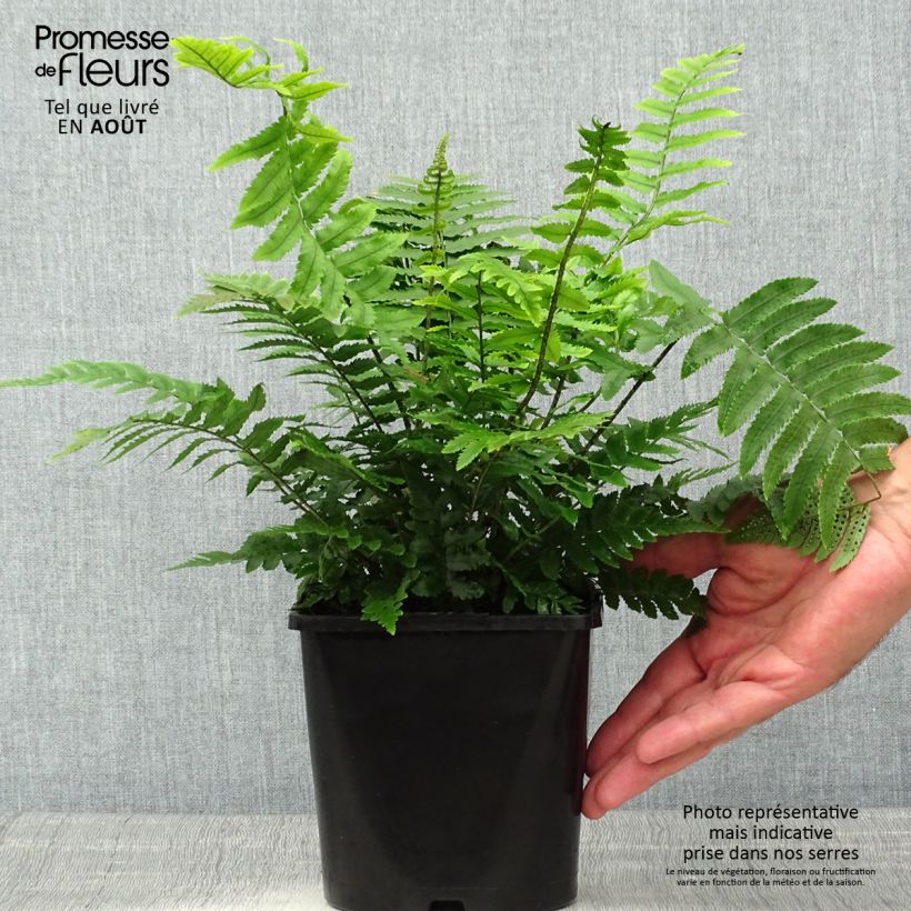 Esimerkki kesällä toimitetusta Alvejuure - Dryopteris cycadina Pot de 2L/3L-taimesta