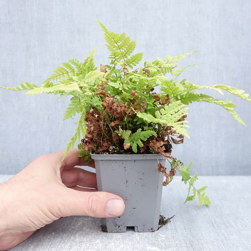 Esimerkki talvella toimitetusta Metsäalvejuuri - Dryopteris carthusiana 8/9 cm taimiruukku-taimesta
