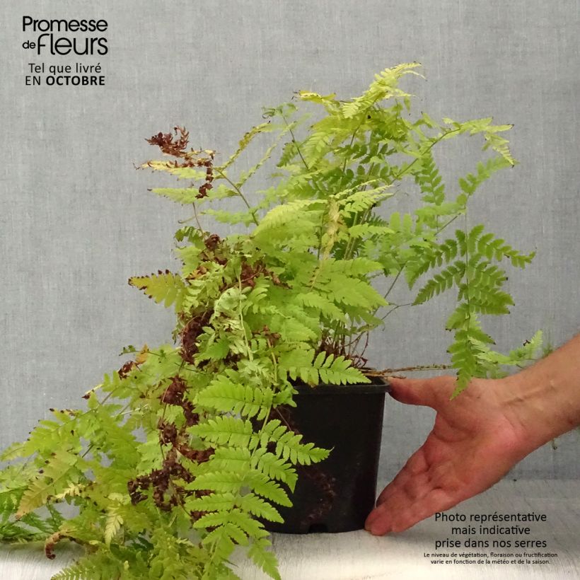 Esimerkki syksyllä toimitetusta Metsäalvejuuri - Dryopteris carthusiana 2 litran/3 litran ruukku-taimesta