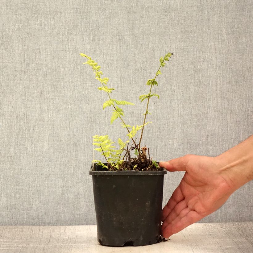 Esimerkki kesällä toimitetusta Dryopteris carthusiana - Fougère ou Dryoptéride des chartreux Pot de 2L/3L-taimesta