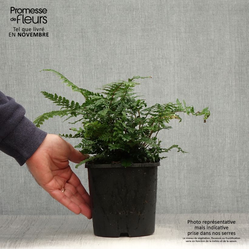 Esimerkki syksyllä toimitetusta Alvejuure - Dryopteris championii 2 litran/3 litran ruukku-taimesta