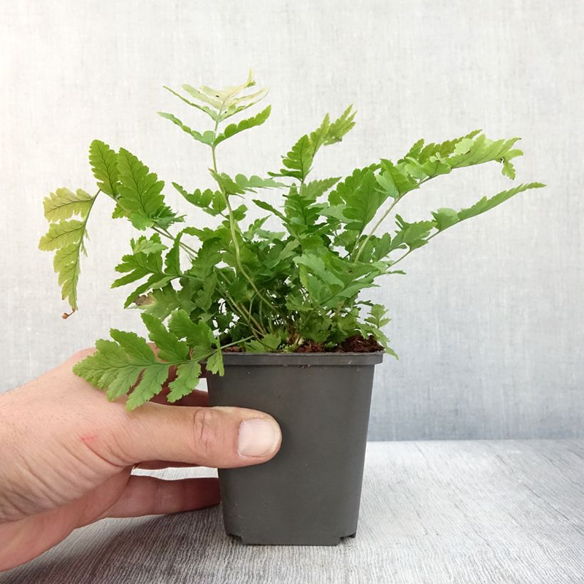 Esimerkki syksyllä toimitetusta Alvejuure - Dryopteris clintoniana 8/9 cm taimiruukku-taimesta