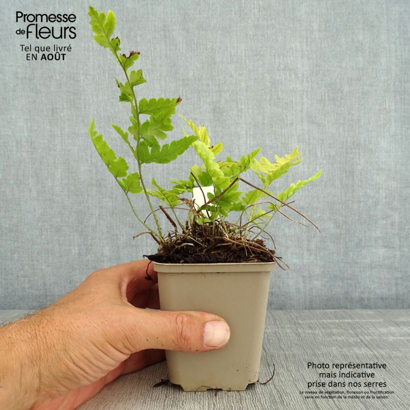 Esimerkki kesällä toimitetusta Alvejuure - Dryopteris clintoniana Godet de 8/9 cm-taimesta