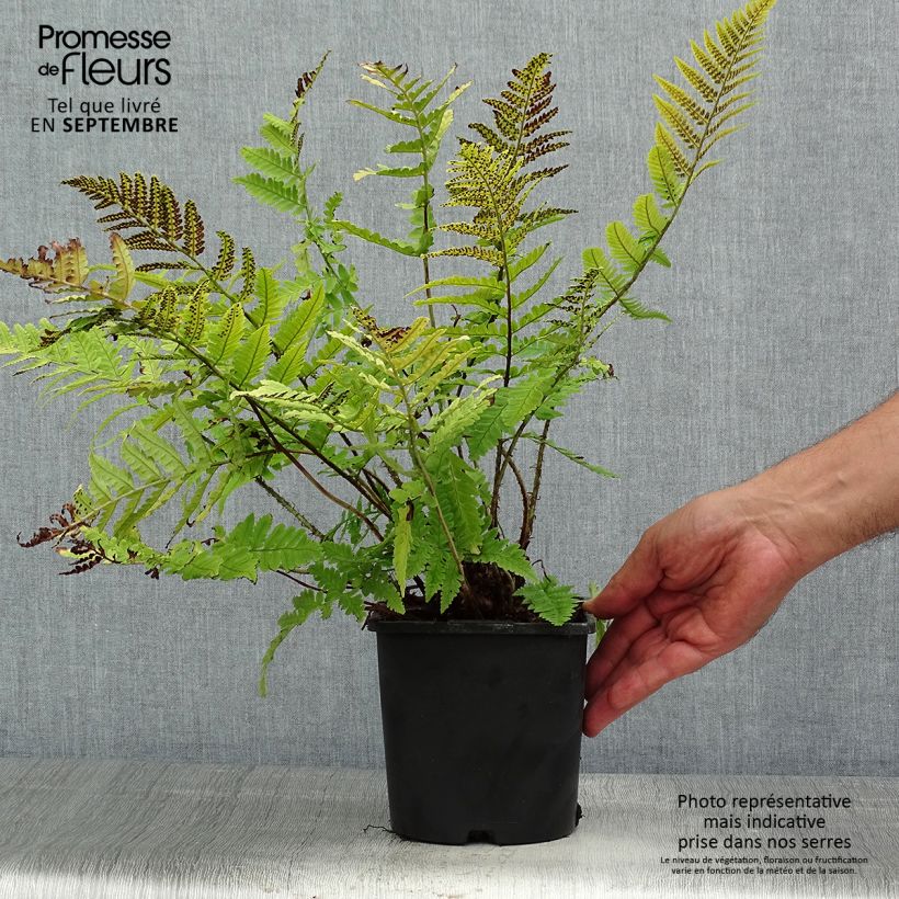 Esimerkki kesällä toimitetusta Alvejuure - Dryopteris coreano-montana Pot de 2L/3L-taimesta
