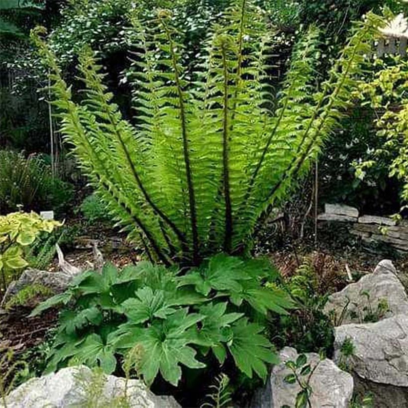 Alvejuure - Dryopteris crassirhizoma (Kasvutapa)