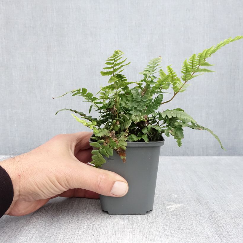 Esimerkki syksyllä toimitetusta Alvejuure - Dryopteris crassirhizoma 8/9 cm taimiruukku-taimesta