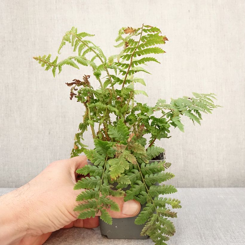 Esimerkki keväällä toimitetusta Alvejuure - Dryopteris crassirhizoma Taimiruukku 8/9 cm-taimesta