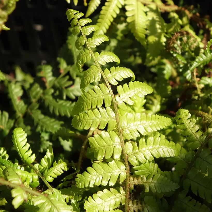 Alvejuure - Dryopteris crassirhizoma (Lehvistö)