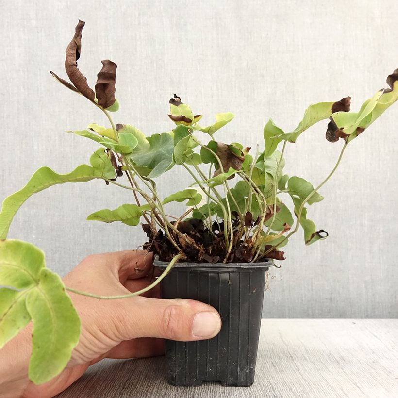 Esimerkki syksyllä toimitetusta Etelänalvejuuri Crispa Whiteside 8/9 cm taimiruukku-taimesta
