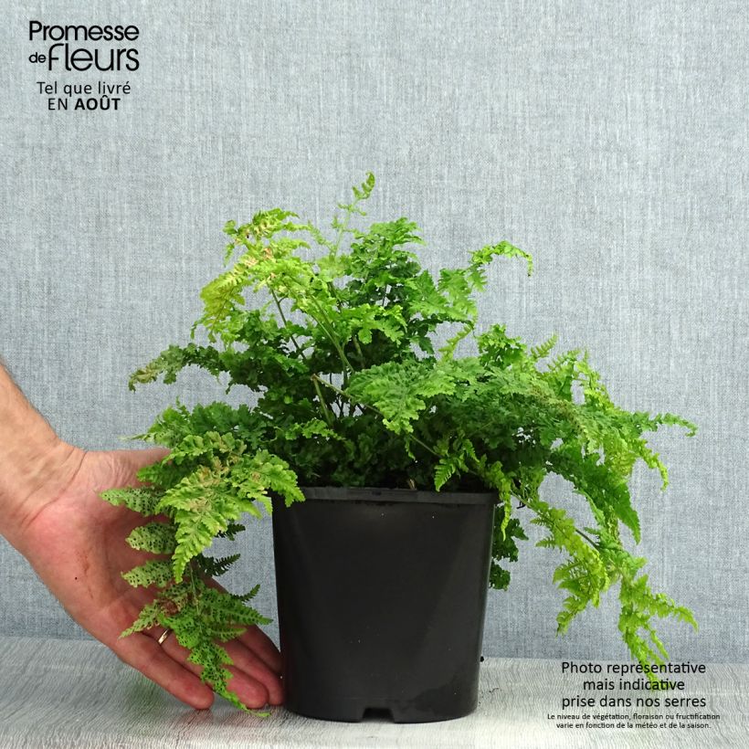 Esimerkki kesällä toimitetusta Etelänalvejuuri Crispa Whiteside Pot de 2L/3L-taimesta