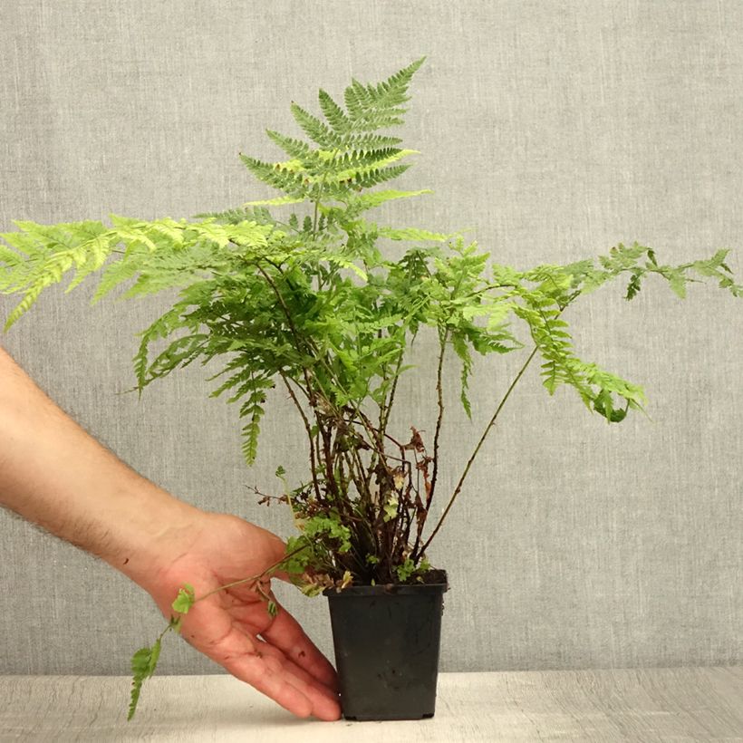 Esimerkki kesällä toimitetusta Etelänalvejuuri - Dryopteris dilatata Godet de 8/9 cm-taimesta
