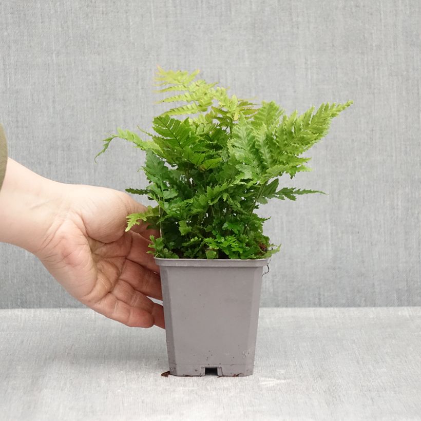 Esimerkki syksyllä toimitetusta Ruska-alvejuuri - Dryopteris erythrosora 8/9 cm taimiruukku-taimesta