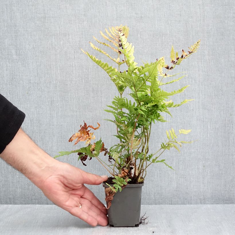 Esimerkki syksyllä toimitetusta Ruska-alvejuuri Prolifica 8/9 cm taimiruukku-taimesta