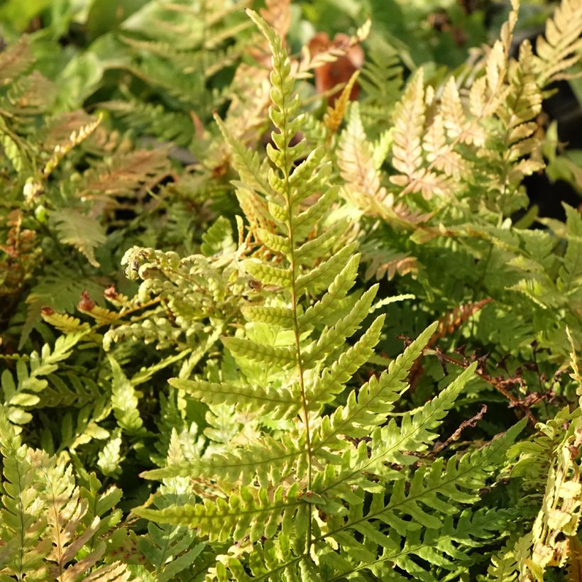 Ruska-alvejuuri Prolifica (Lehvistö)