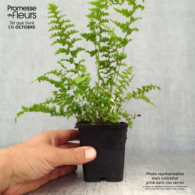 Esimerkki syksyllä toimitetusta Kivikkoalvejuuri Barnesii 8/9 cm taimiruukku-taimesta