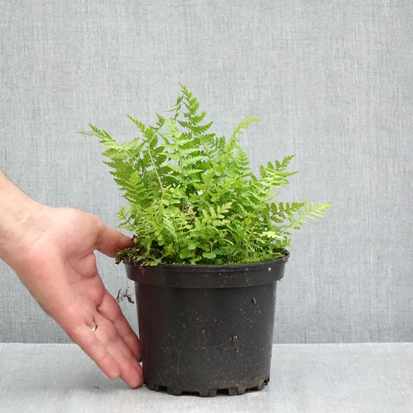 Esimerkki syksyllä toimitetusta Kivikkoalvejuuri - Dryopteris filix-mas 2 litran/3 litran ruukku-taimesta