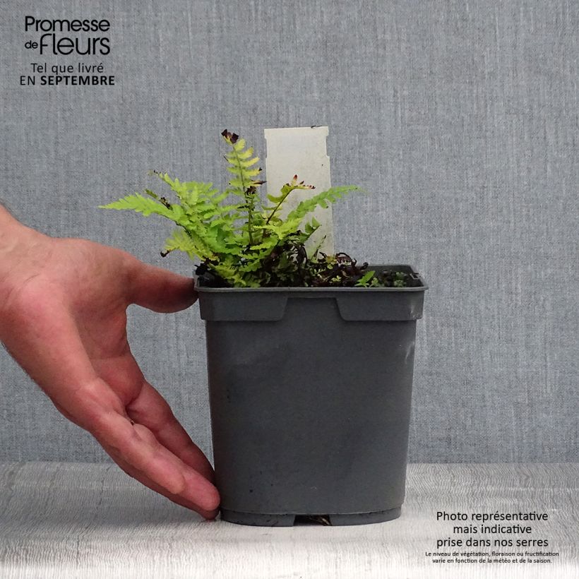 Esimerkki kesällä toimitetusta Kivikkoalvejuuri - Dryopteris filix-mas Pot de 2L/3L-taimesta