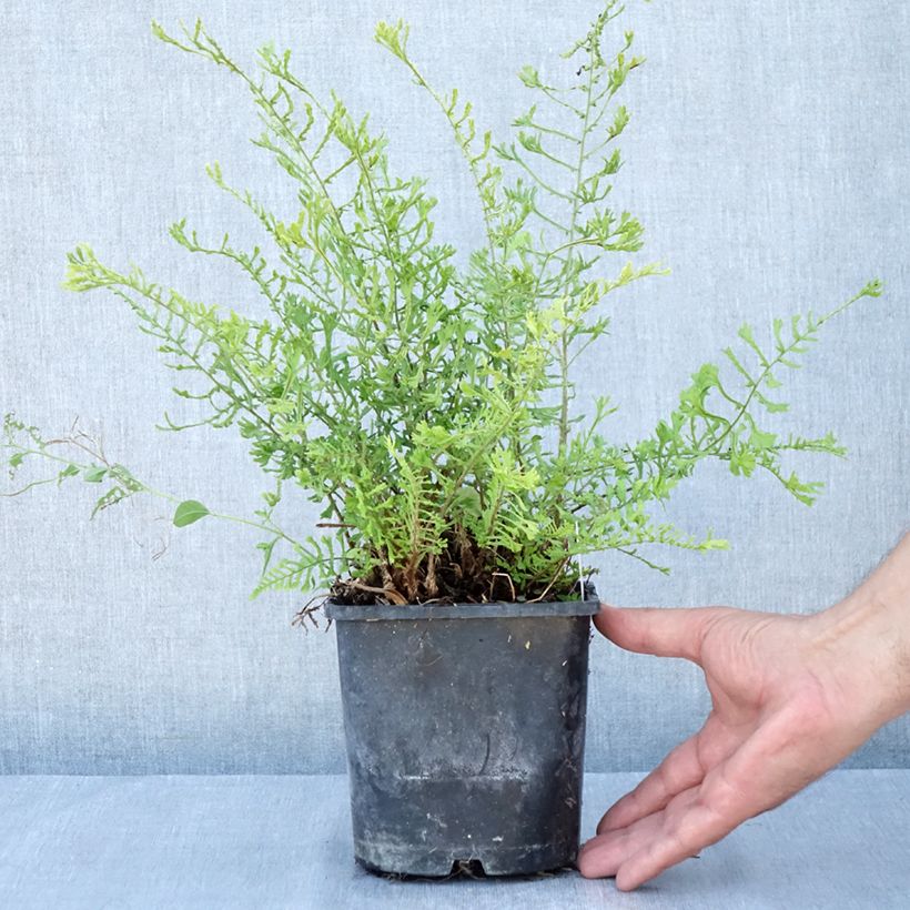 Esimerkki kesällä toimitetusta Kivikkoalvejuuri Linearis Polydactyla Ruukku 2L / 3L-taimesta