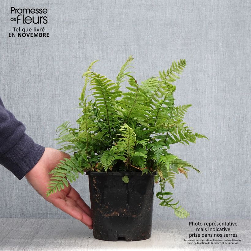 Esimerkki syksyllä toimitetusta Alvejuure - Dryopteris kuratae 2 litran/3 litran ruukku-taimesta