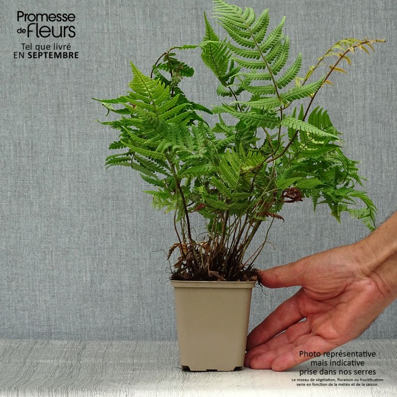 Esimerkki syksyllä toimitetusta Alvejuure - Dryopteris lepidopoda 8/9 cm taimiruukku-taimesta