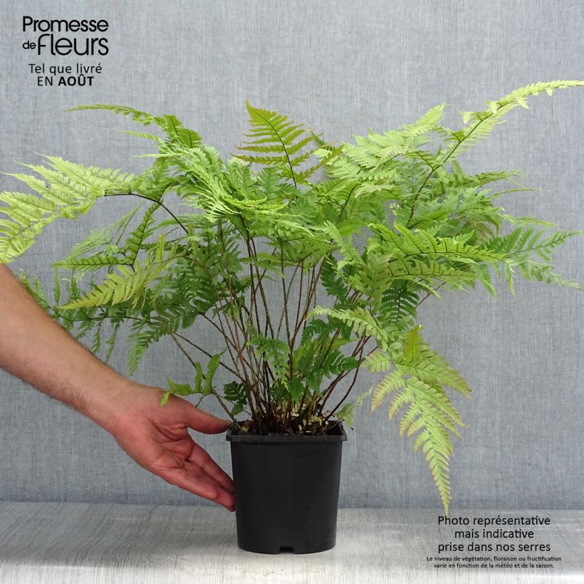 Esimerkki kesällä toimitetusta Alvejuure - Dryopteris lepidopoda Ruukku 2L / 3L-taimesta