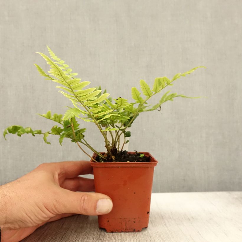 Esimerkki syksyllä toimitetusta Alvejuure - Dryopteris ludoviciana 8/9 cm taimiruukku-taimesta