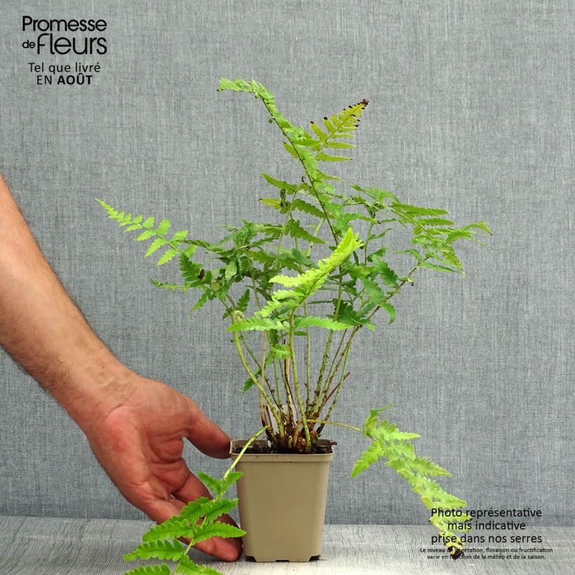 Esimerkki kesällä toimitetusta Alvejuure - Dryopteris ludoviciana Godet de 8/9 cm-taimesta