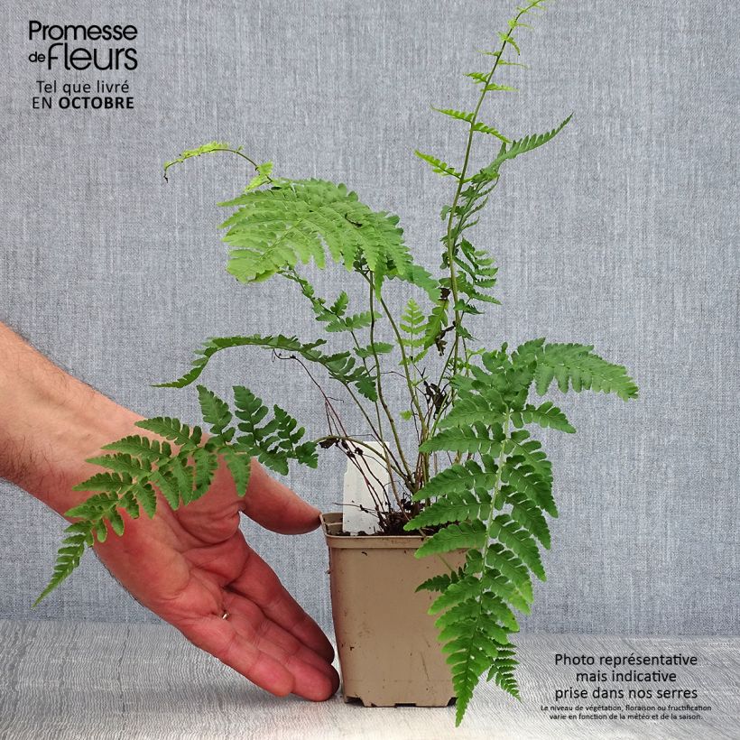 Esimerkki syksyllä toimitetusta Alvejuure - Dryopteris marginalis 8/9 cm taimiruukku-taimesta