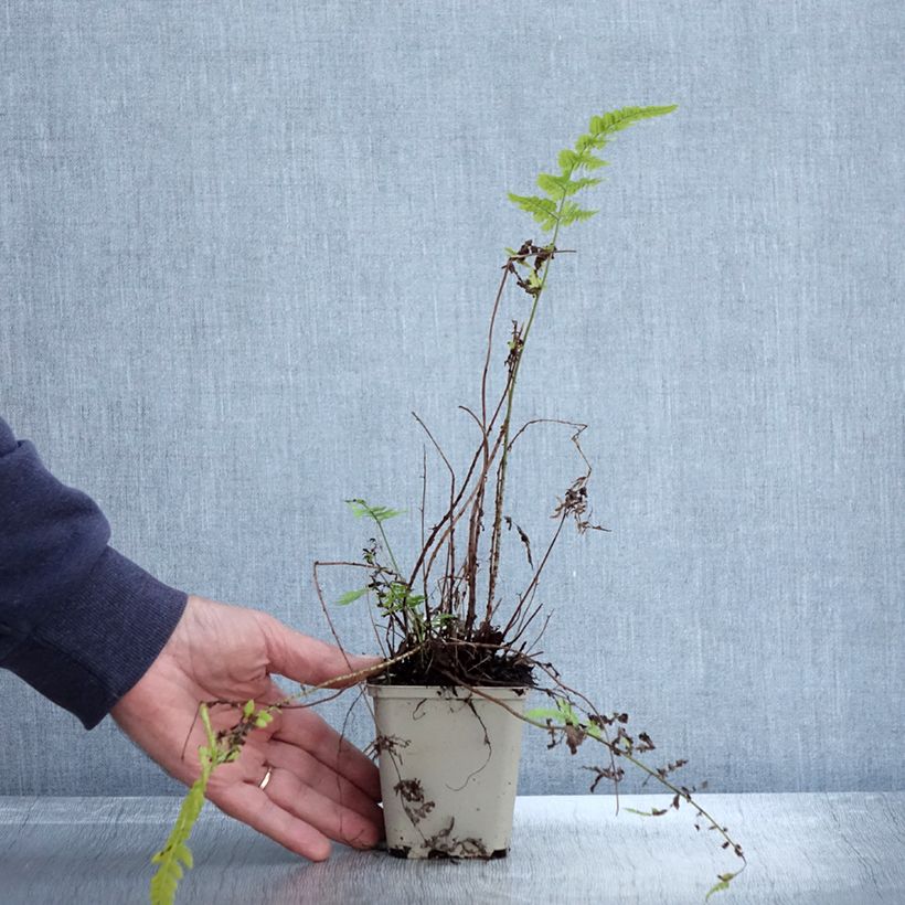 Esimerkki syksyllä toimitetusta Alvejuure - Dryopteris sieboldii 8/9 cm taimiruukku-taimesta