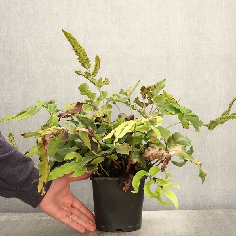 Esimerkki syksyllä toimitetusta Alvejuure - Dryopteris sieboldii 2 litran/3 litran ruukku-taimesta