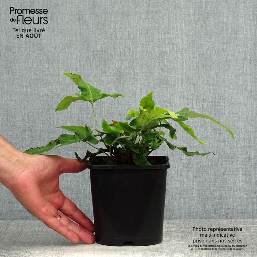 Esimerkki kesällä toimitetusta Alvejuure - Dryopteris sieboldii Ruukku 2L / 3L-taimesta