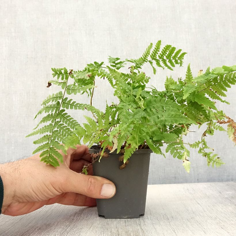 Esimerkki syksyllä toimitetusta Alvejuure - Dryopteris stewartii 8/9 cm taimiruukku-taimesta