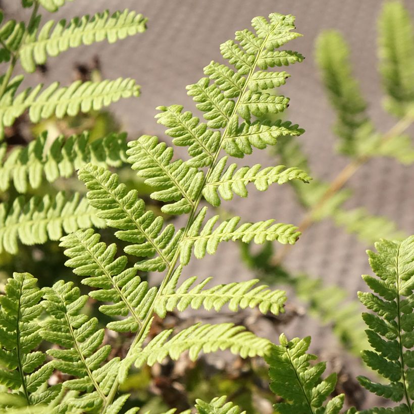 Alvejuure - Dryopteris stewartii (Lehvistö)