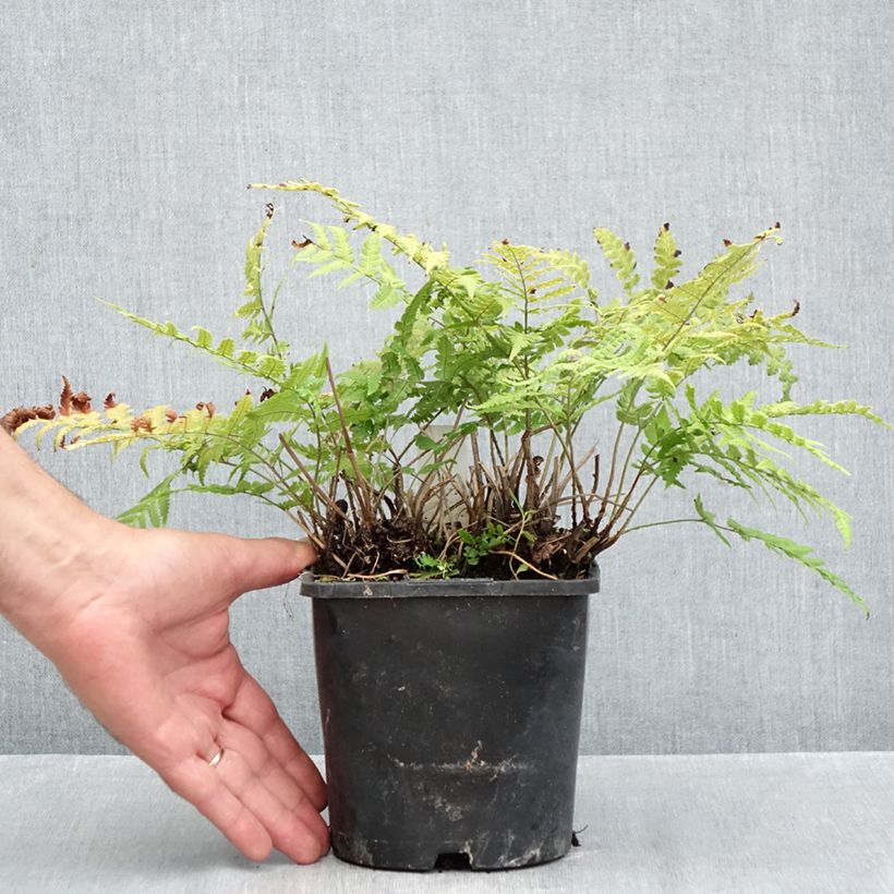 Esimerkki syksyllä toimitetusta Alvejuure - Dryopteris stewartii 2 litran/3 litran ruukku-taimesta