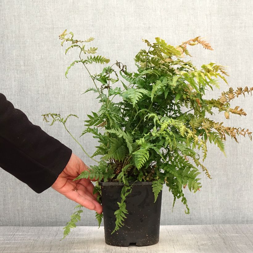 Esimerkki keväällä toimitetusta Alvejuure - Dryopteris stewartii Pot de 2L/3L-taimesta