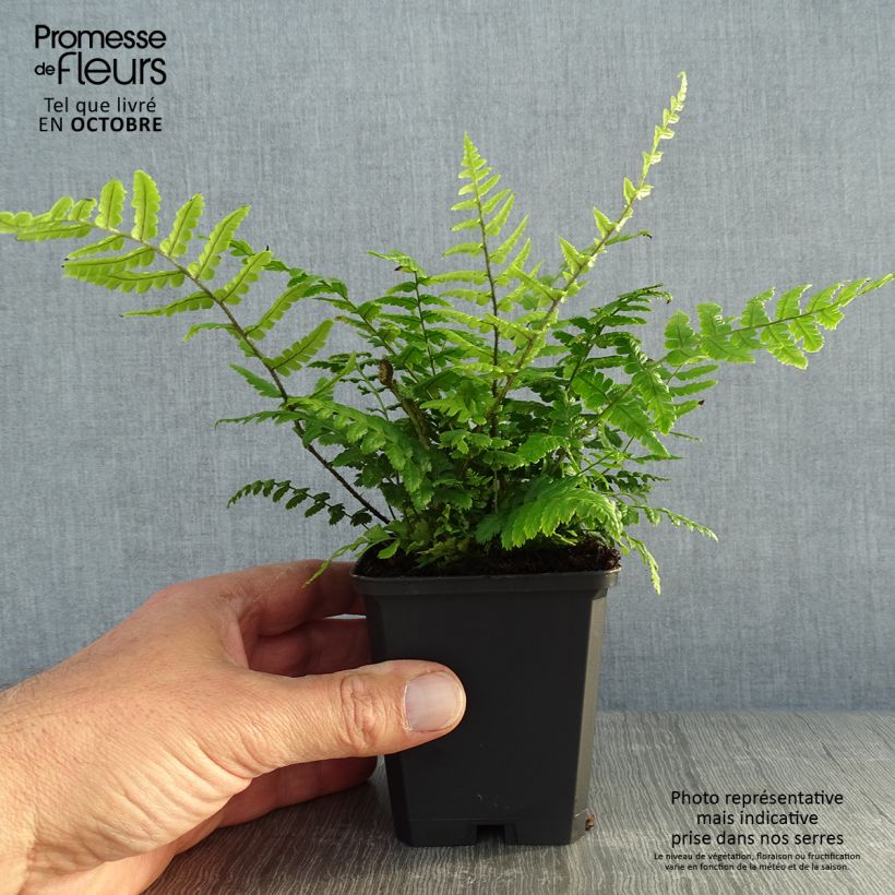 Esimerkki syksyllä toimitetusta Alvejuure - Dryopteris wallichiana 8/9 cm taimiruukku-taimesta