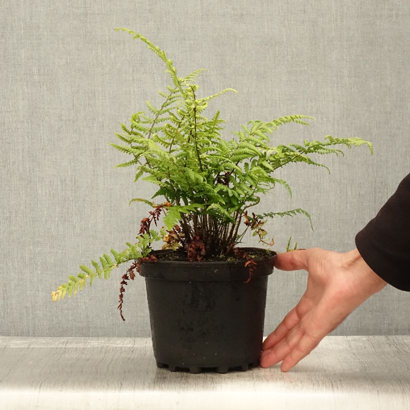 Esimerkki syksyllä toimitetusta Alvejuure - Dryopteris wallichiana 2 litran/3 litran ruukku-taimesta