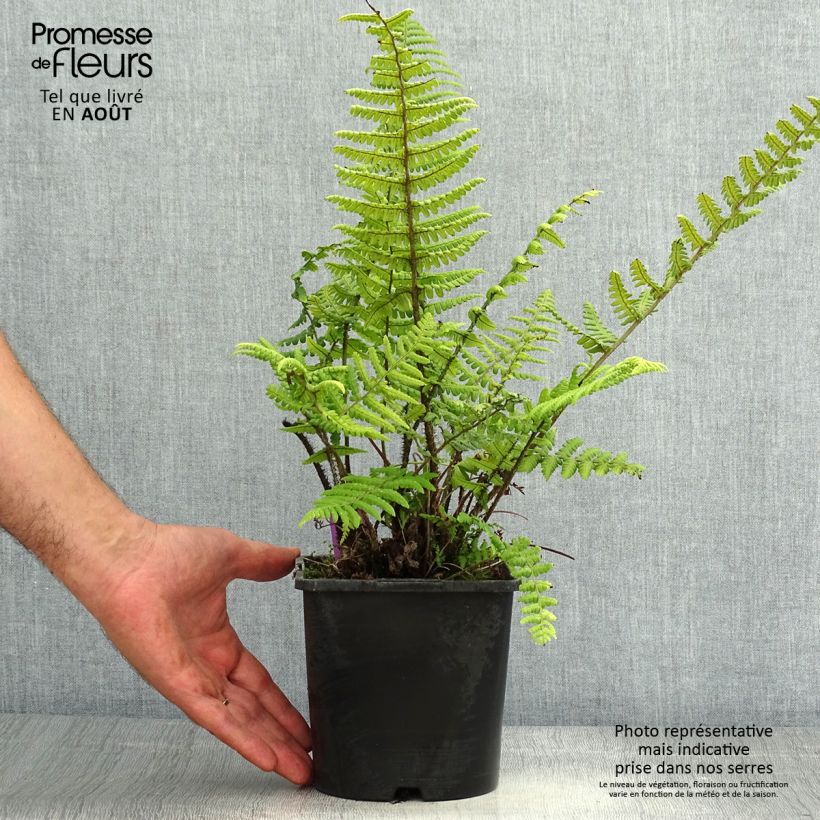 Esimerkki kesällä toimitetusta Alvejuure - Dryopteris wallichiana Ruukku 2L / 3L-taimesta