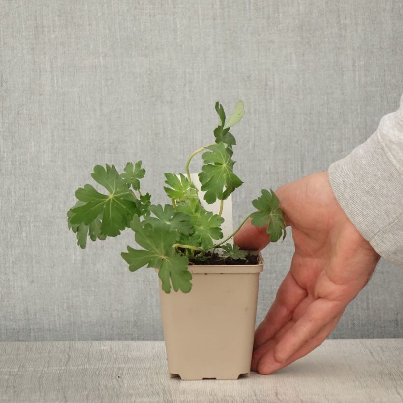 Esimerkki keväällä toimitetusta Géranium vivace cantabrigiense St Ola Godet de 8/9 cm-taimesta