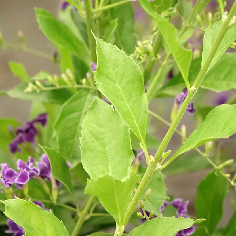Kultakastepensas - Duranta repens (Lehvistö)