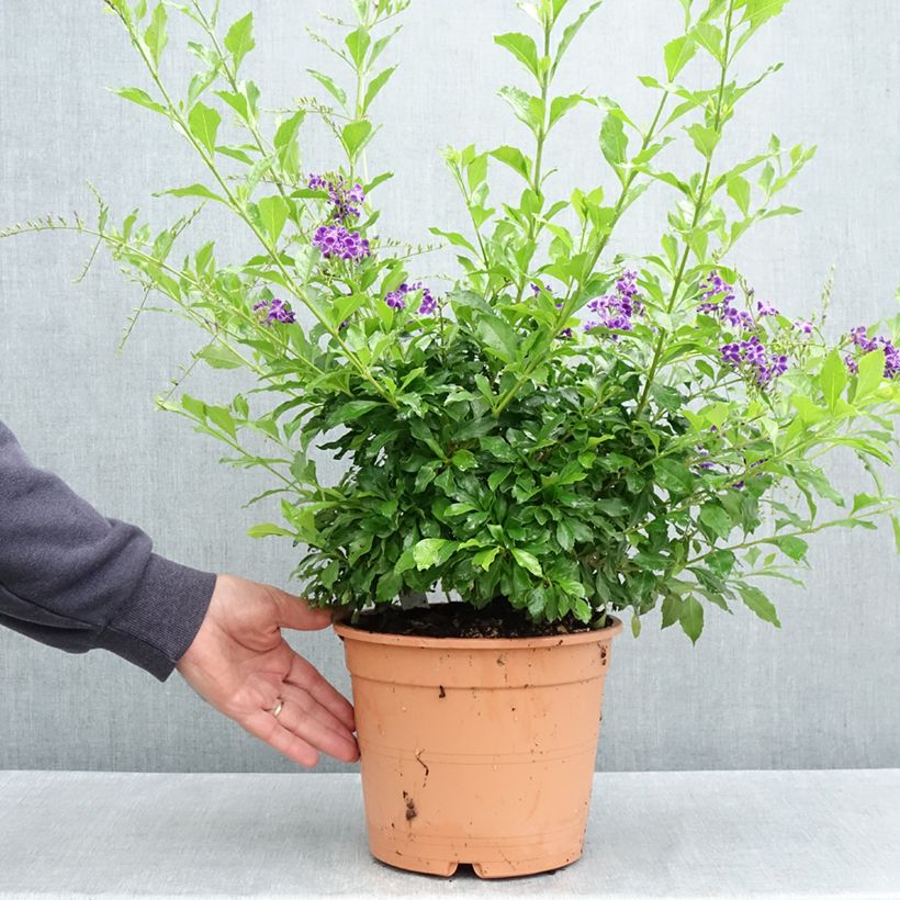 Esimerkki keväällä toimitetusta Kultakastepensas - Duranta repens 4 litran/5 litran ruukku-taimesta