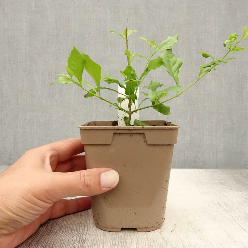Esimerkki kesällä toimitetusta Kultakastepensas - Duranta repens 1 litran / 1,5 litran ruukku-taimesta