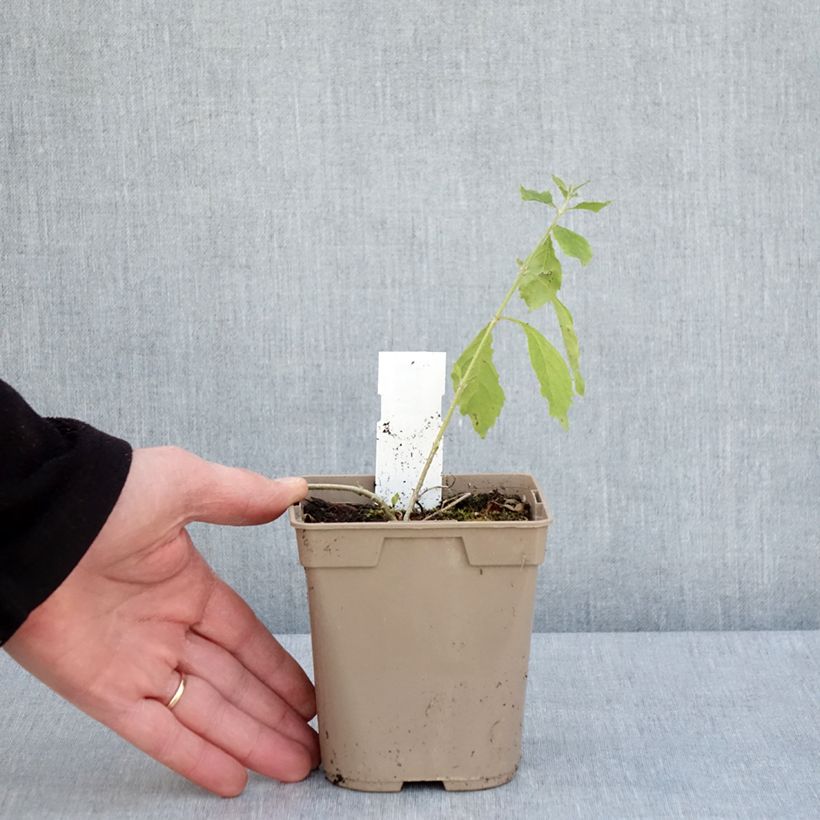 Esimerkki keväällä toimitetusta Kultakastepensas - Duranta repens 1 litran / 1,5 litran ruukku-taimesta