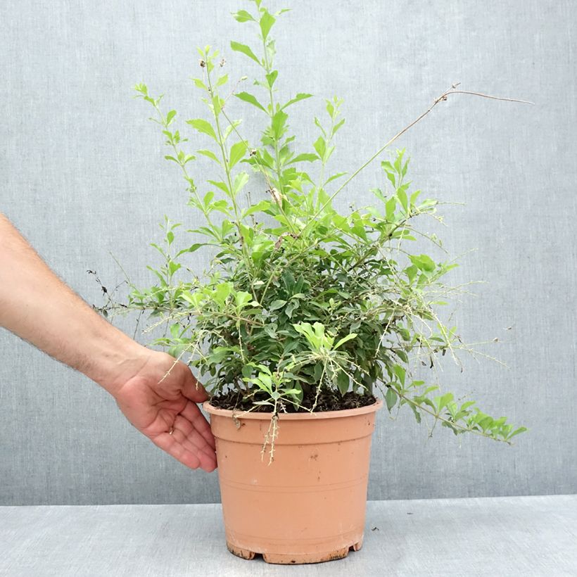 Esimerkki kesällä toimitetusta Kultakastepensas - Duranta repens 4 litran/5 litran ruukku-taimesta