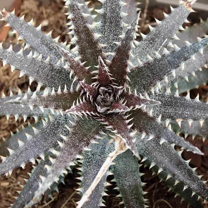 Dyckia Brittle Star (Lehvistö)