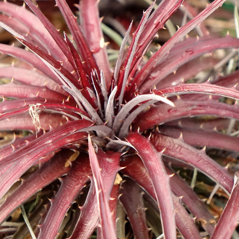 Dyckia Burgundy Ice (Lehvistö)