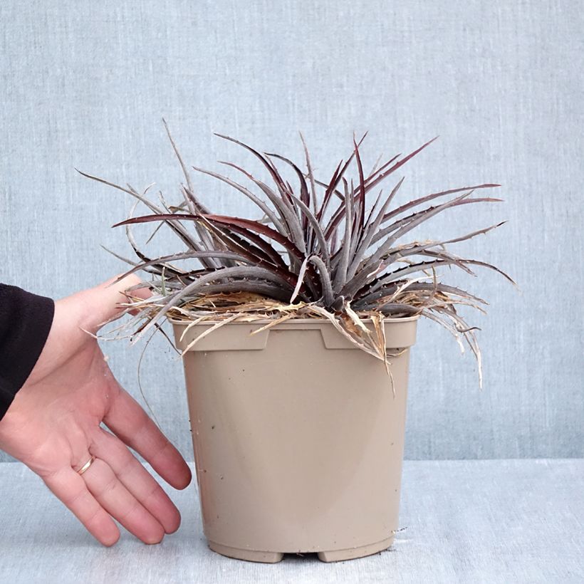 Esimerkki syksyllä toimitetusta Dyckia Burgundy Ice 3 litran/4 litran ruukku-taimesta